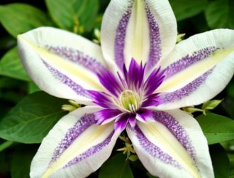 Клематис капер: Красота и Символика В Мире Растений