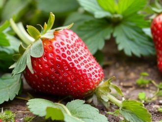 Клубника или земляника: что выбрать для здоровья и кулинарии?