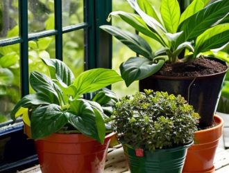 Комнатный перец: Как вырастить ароматный урожай в домашних условиях