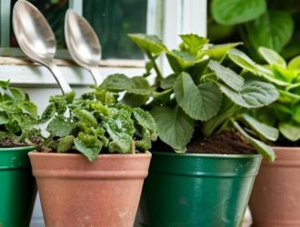 Корневин: Ключ к Успешному Растению и Секреты Его Применения