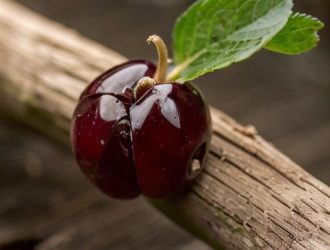 Косточки черемухи: польза, риски и народные традиции