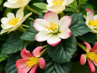 Кусты с бордовыми листьями: яркие акценты в вашем саду