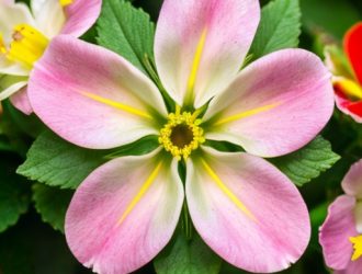 Левкой и Львиный Зев: Основные Различия и Их Значение для Садоводов