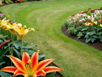 Лилии в саду: Как правильно сочетать сорта для максимального эффекта и здоровья растений