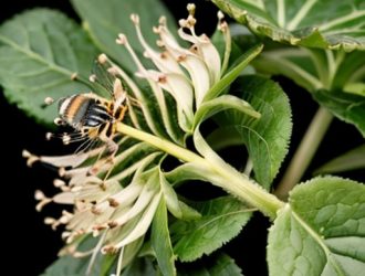 Лопух: Необычный мир потребителей и его роль в экосистеме