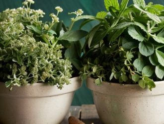 Майоран и душица: Важные отличия для кулинарии и медицины