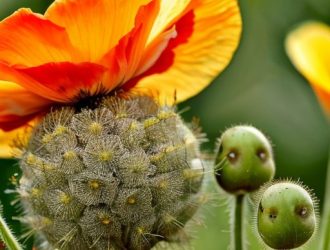 Мак: Удивительный плод с богатой историей и множеством применений