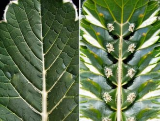 Мучнистая и ложная мучнистая роса: как различить и победить болезни растений