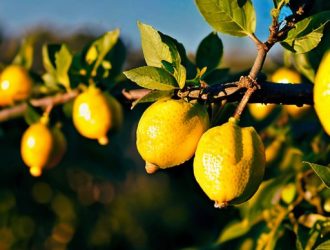 Оптимальная температура для роста лимонов: секреты успешного выращивания и ухода