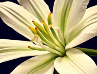 Опыление гиппеаструма: секреты успешного размножения в домашних условиях