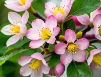 Опыление слив: ключ к богатому урожаю и здоровым фруктам