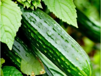 Партенокарпические огурцы: Преимущества, Выращивание и Популярные Сорта для Современного Садоводства