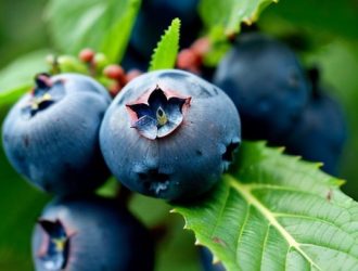 Паутина на голубике: причины, последствия и эффективные методы борьбы