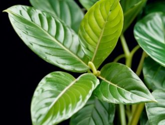 Пеперомия туполистная: секреты успешного ухода и размножения для начинающих цветоводов