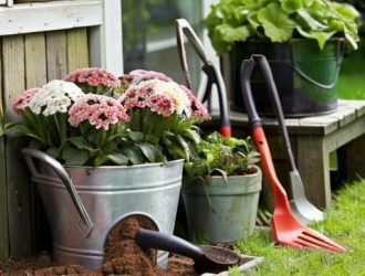 Пересадка бадана: Как обеспечить успешный рост и здоровье вашего растения