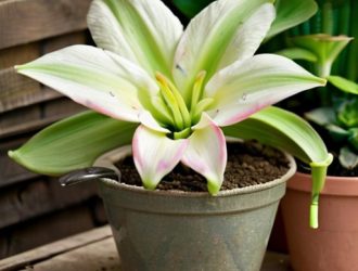 Пересадка гиппеаструма: Как обеспечить успешный уход и цветение после пересадки