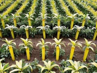 Пересадка кукурузы: секреты успешного роста и высокой урожайности