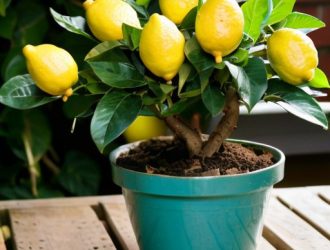 Пересадка лимона: как обеспечить здоровый рост и развитие вашего растения