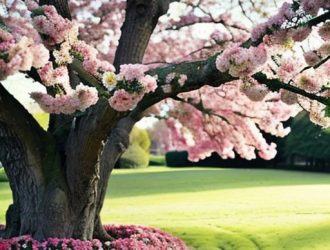 Первое цветущее дерево весной: символ тепла и пробуждения природы