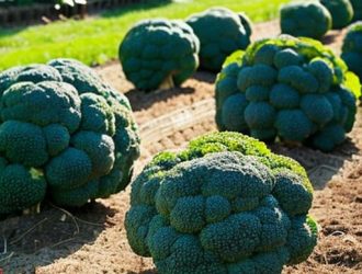 Планирование посева капусты: секреты успешного урожая брокколи и цветной капусты
