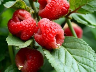 Плодоносность малины: Как выбрать идеальный сорт для вашего сада?