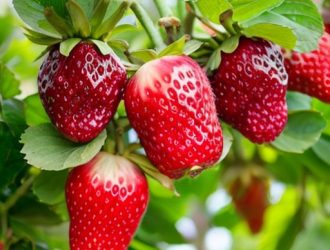 Плодово-ягодные культуры: Значение, Разнообразие и Агротехника Выращивания