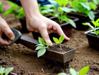 Плоскорез Фокина: История, Преимущества и Эффективные Способы Применения в Садоводстве
