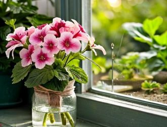 Почему герань не укореняется в воде: советы для успешного размножения