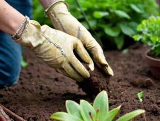 Почему Луковицы Лилий Вылазят Из Земли: Причины и Решения для Здоровья Растений