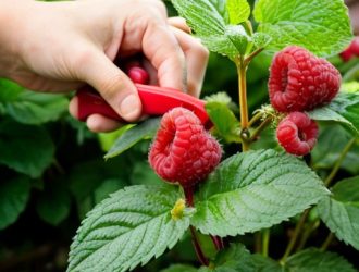 Почему малина не плодоносит: основные причины и пути решения проблемы для садоводов