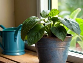 Почему огурцы на подоконнике завязываются, но не растут: ключевые причины и решения