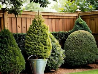 Почему туя желтеет и сохнет: причины и эффективные решения для домашнего ухода