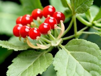 Почему у красной смородины нет листьев: причины и решения для здоровых растений