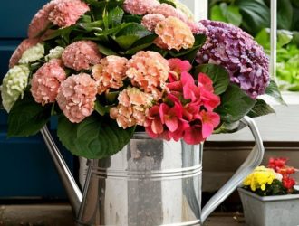 Почему Засыхает Гортензия: Основные Причины и Решения для Вашего Комнатного Уюта