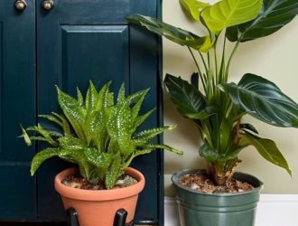 Почему земля в горшке не высыхает: ключевые причины и решения для здоровья ваших растений