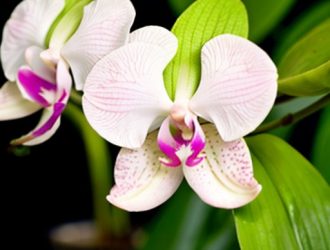 Почему желтеют листья орхидеи фаленопсис: основные причины и решения