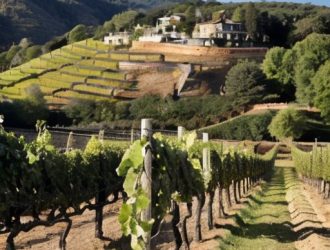 Почва для винограда: как выбрать идеальные условия для роста и урожайности