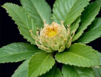 Пожелтение туи: Причины и способы борьбы с проблемой в вашем саду