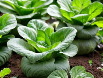 Правильная подкормка капусты: секреты здоровых и плотных кочанов