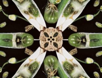 Правильная посадка семян огурцов: секреты успешного роста и развития растений