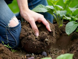 Правильная посадка сливы: секреты подготовки и обогащения почвы для успешного роста