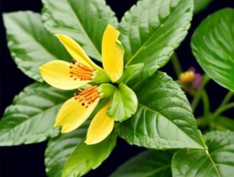 Правильная прищипка бальзамина: секреты здоровья и пышного цветения вашего растения