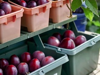 Правильное хранение саженцев сливы: секреты успешной посадки и заботы о растениях