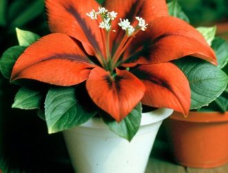 Правильное количество лобелий в кашпо: секреты успешного озеленения и ухода за растениями