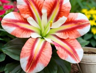 Правильное питание гладиолусов: секреты успешного роста и цветения