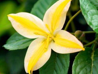 Правильное питание жимолости: секреты успешного роста и ухода за растением