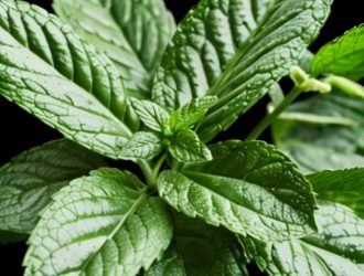 Правильное прищипывание мяты: секреты здорового и ароматного куста