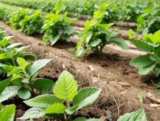 Правильное расстояние между саженцами фундука: ключ к успешному урожаю