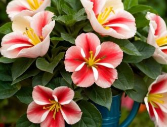 Правильное время для открытия вейгелы: залог здоровья и яркого цветения вашего сада