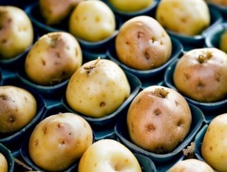 Правильное время для проращивания картофеля: как увеличить урожай и избежать ошибок